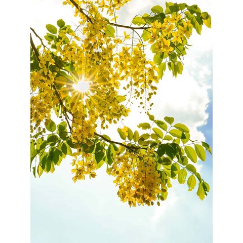 Cây hoa muồng hoàng yến